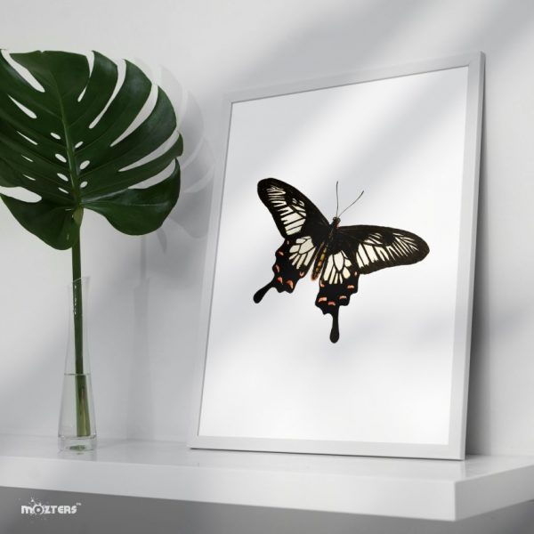 Colorful Butterfly Butterflies Chic Single Mozter